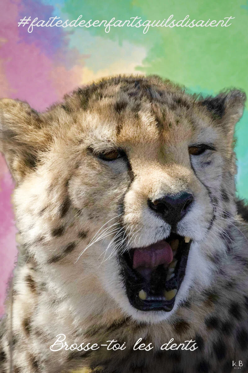 Tété le guégué — guépard Namibie dents, K.B KIDS
