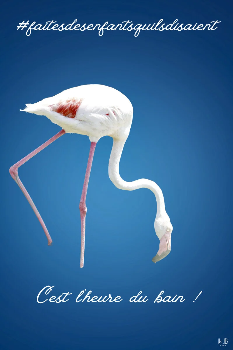 Zoucco le flamenco — flamant rose Camargue, K.B KIDS