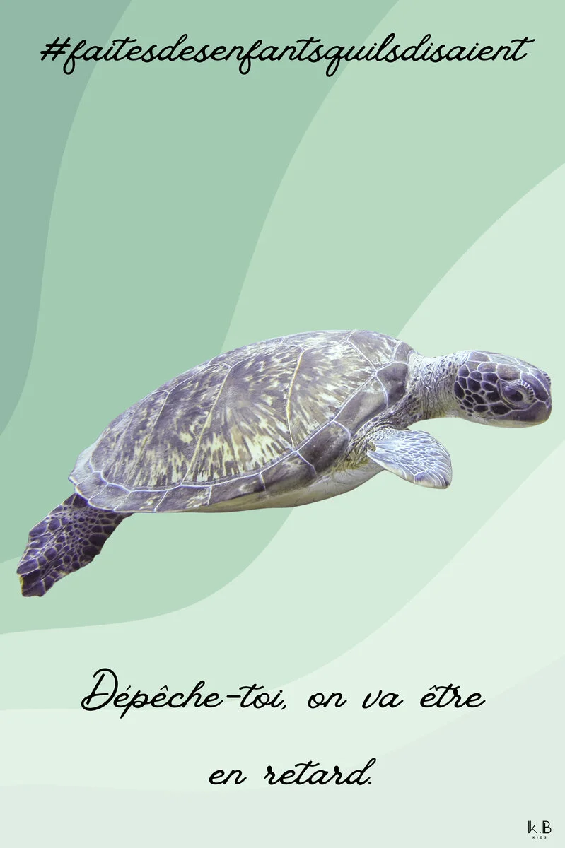 Coco le rapido — tortue Guadeloupe, K.B KIDS